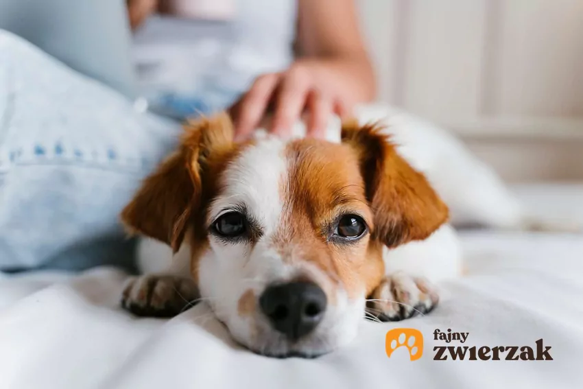 Znajomość zachowań i reakcji psa pozwala na poprawę relacji z opiekunem Głaskany pies leży na posłaniu