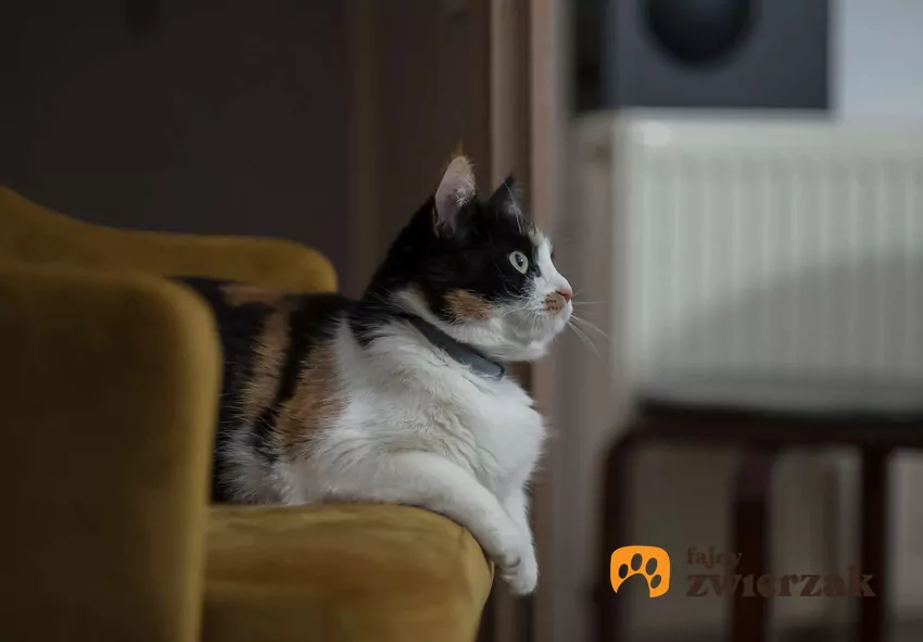 Koty uwielbiają leżeć w miejscach, w których przebywali ich opiekunowie Kot leżący na fotelu