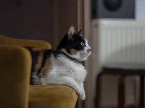 Dlaczego kot wybiera Twój fotel?