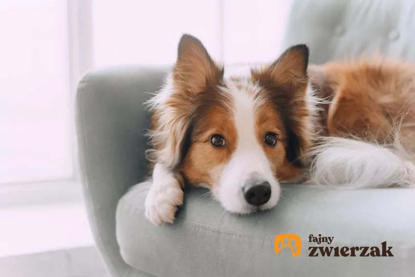 Nawet energiczny pies może nauczyć się opanowania emocji Border Colie leży na kanapie