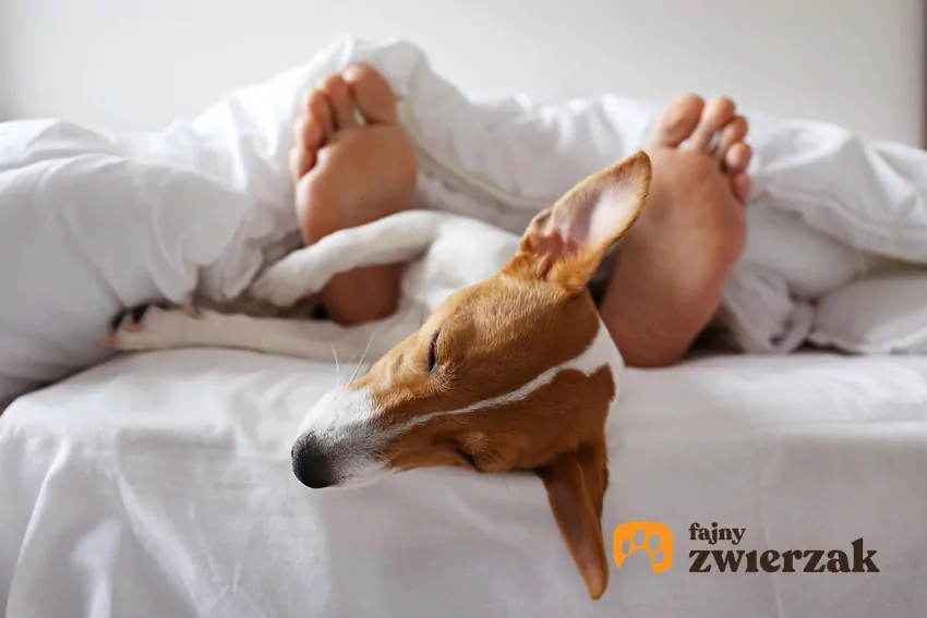 Poczucie bezpieczeństwa to niezwykle silny “wabik”, szczególnie dla psów młodych (szczeniąt), niedawno adoptowanych, lub z natury mało pewnych siebie Pies przy stopach