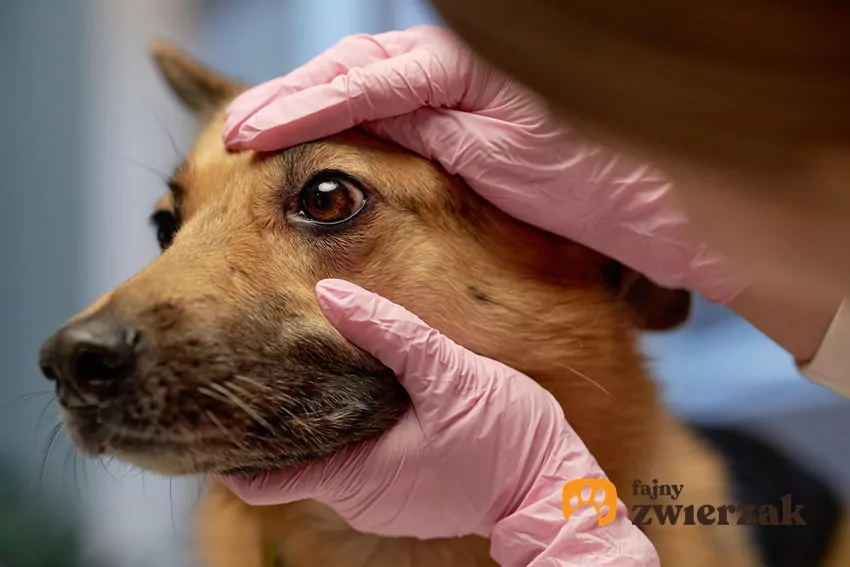 Istnieją również konkretne schorzenia, które wymagają zakładania pupilowi okularów Badanie oczu psas
