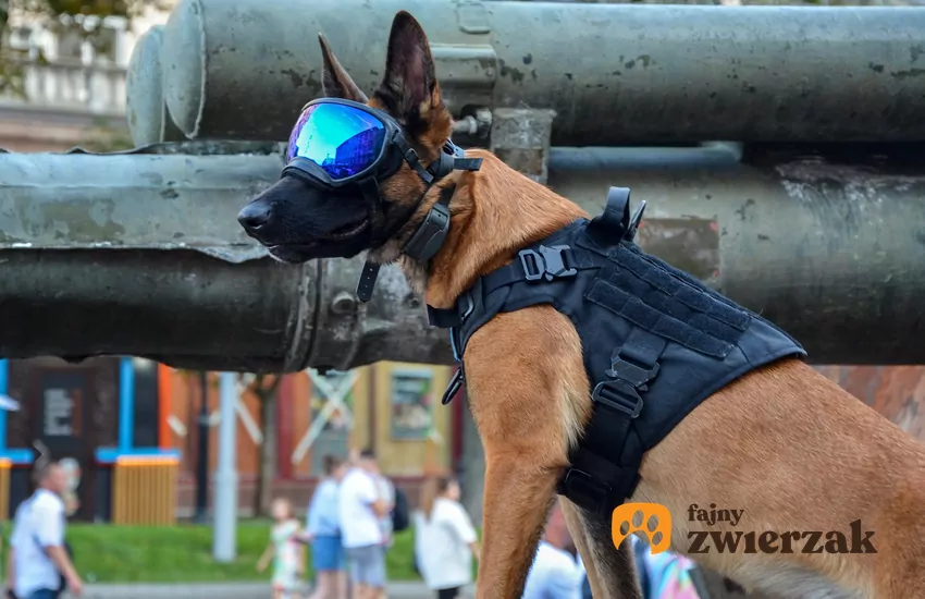 Psy pracujące, na przykład w wojsku lub w służbach ratunkowych, wręcz potrzebują ochrony wzroku w postaci specjalnych gogli Pies w kamizelce i goglach