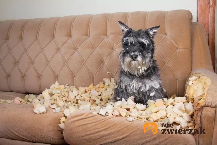 Pamiętaj, że pies nie robi niczego “na złość" Pies na zniszczonej kanapie
