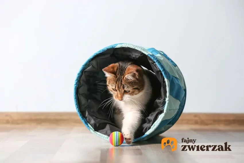 Aby kot był spokojny w nocy, zapewnij mu aktywność w ciągu dnia Kot w tunelu