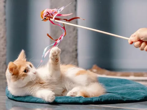 Czy koty kochają właścicieli?