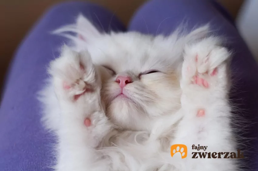 Kot śpi na kolanach