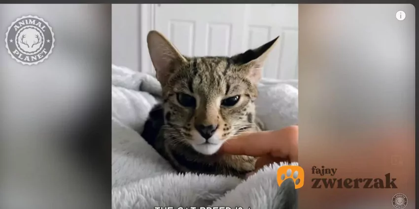 Ashera jest powszechnie uznawana za najdroższego kota na świecie, fot. YouTube 1 Minute Animals Kot ashera