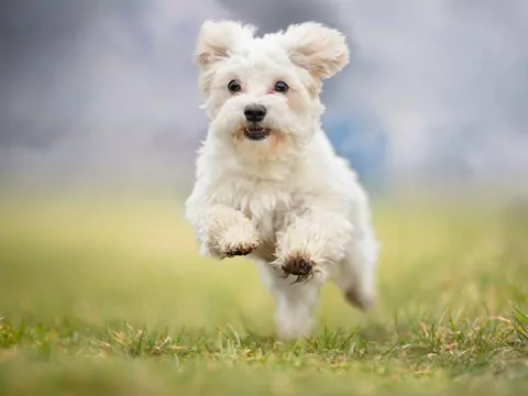 Jak poprawić kondycję psa?