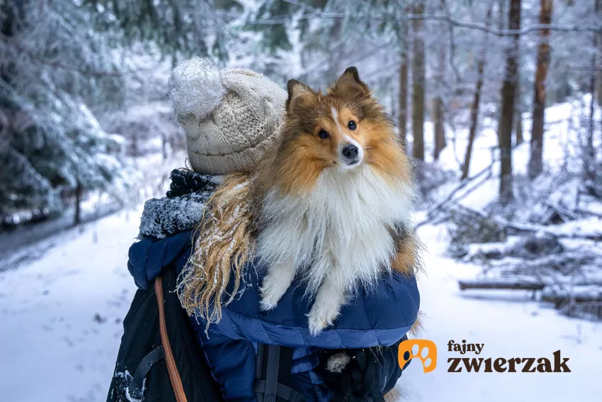 Trzymanie psa na ramieniu może być praktyczne i bezpieczne dla pupila Owczarek szetlandzki niesiony na ramieniu