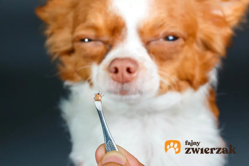 Pies i kleszcz na pierwszym planie