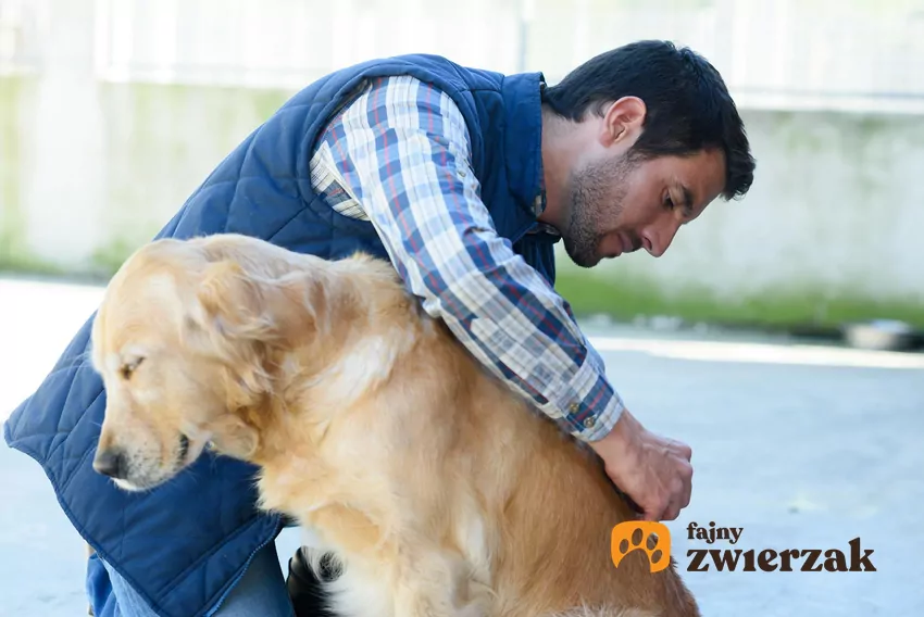 Pamiętaj, aby po każdym spacerze dokładnie obejrzeć całe ciało swojego czworonożnego przyjaciela Mężzyzna ogląda psa