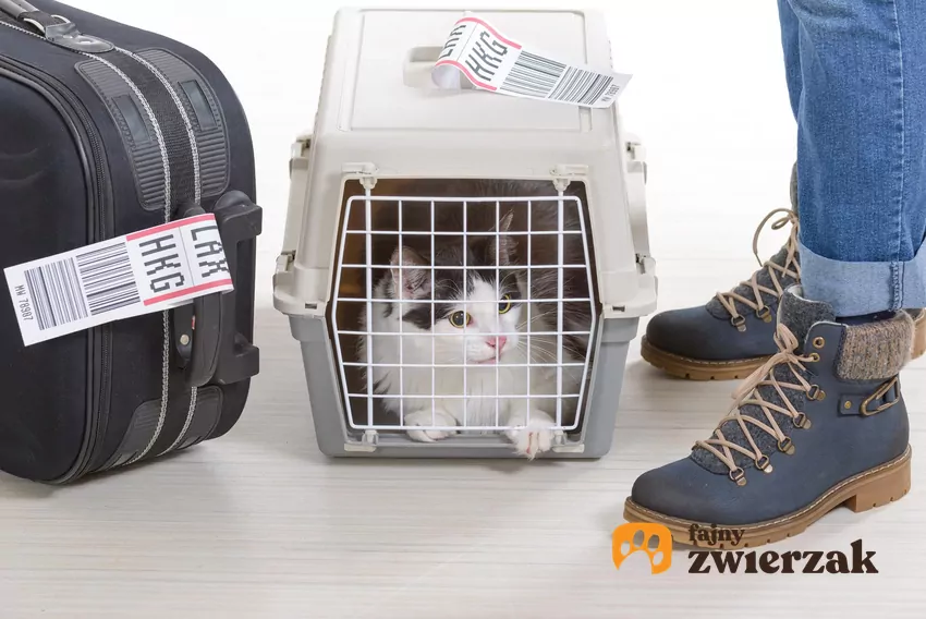 Kot w transporterze, ludzkie nogi i walizka