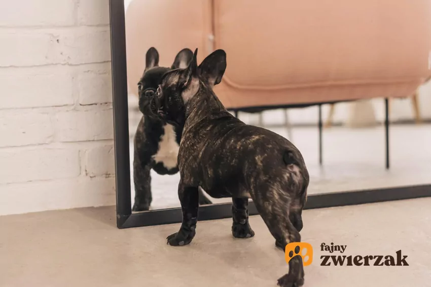 Fakt, że psy nie rozpoznają własnego odbicia nie oznacza, że niczego w lustrze nie widzą Pies przed lustrem