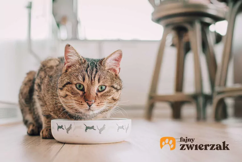 Kocia dieta powinna być oparta na produktach mięsnych Bury kot je karmę z ceramicznej miseczki
