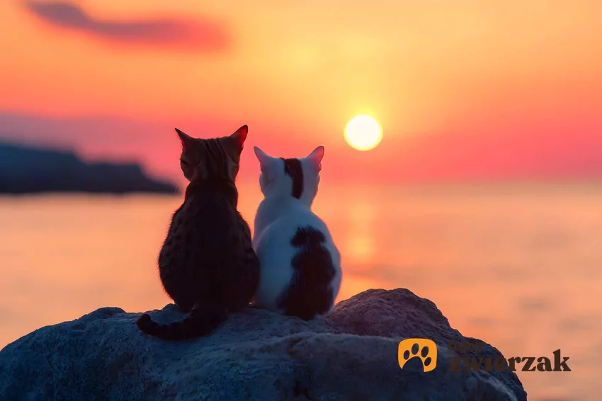 Kocie upodobania do półmroku fascynują wielu miłośników zwierząt Dwa koty patrzące na zachód słońca
