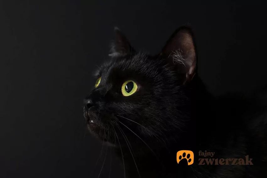 Koty świetnie widzą w warunkach ograniczonego światła Czarny kot patrzy w ciemności