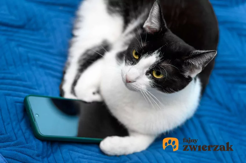 Czarnobiały kot domowy leży na telefonie komórkowym