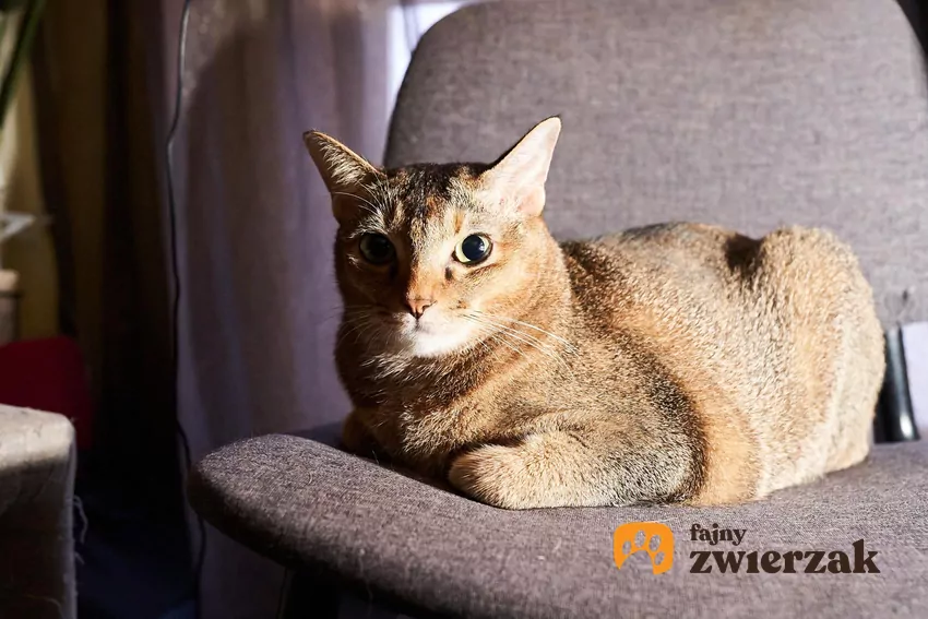 Kot siedzi na krześle
