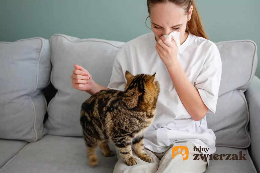 Alergia na kota dotyka około 14% Polaków Kobieta wycierająca nos z kotem na kolanach