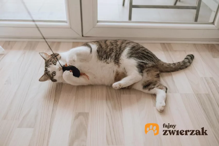 W naturze koty polują na niewielkie gryzonie, głównie myszy Kot bawi się myszką