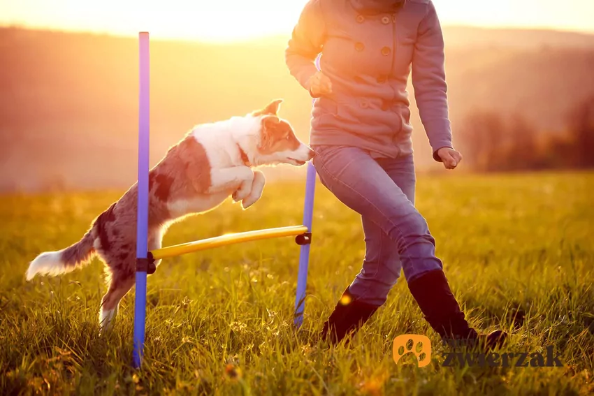 Aktywne treningi z psem działają lepiej niż niektóre programy fitness Pies i człowiek biegną po torze agility