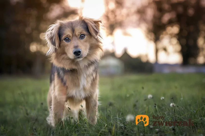 Adopcja psa