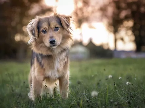 Adopcja a kupno psa z hodowli