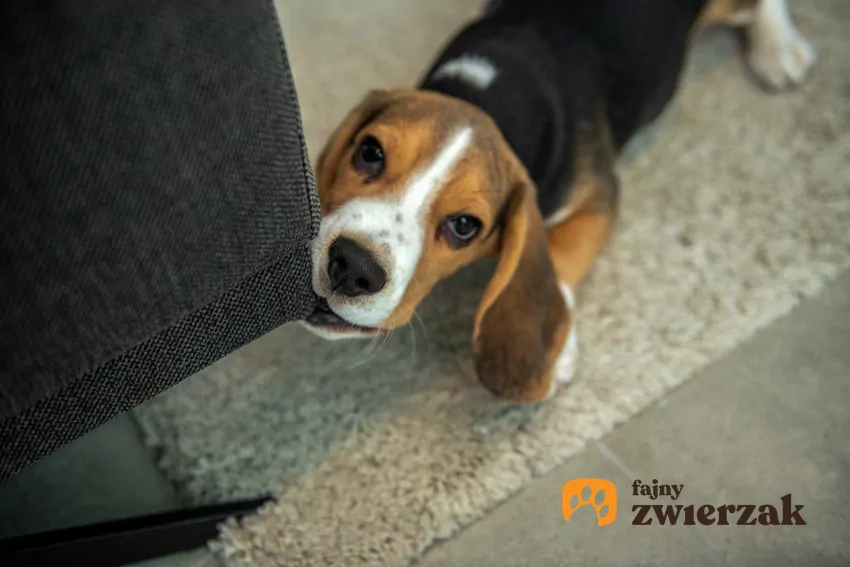 Oduczenie psa niewłaściwych zachowań wymaga cierpliwości, ale z pewnością warto podjąć się tego wyzwania Pies gryzie kanapę