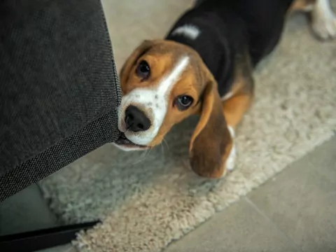 Jak oduczyć psa złych zachowań?