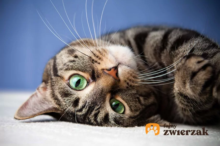 Kot przekręca głowę i patrzy z zaciekawieniem