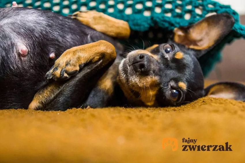 Uspokojenie psa wymaga wprawy i dobrego podejścia Pinczer miniaturowy leży na łóżku łapkami w górę