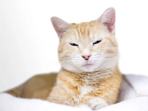Dlaczego kot wolno mruga?