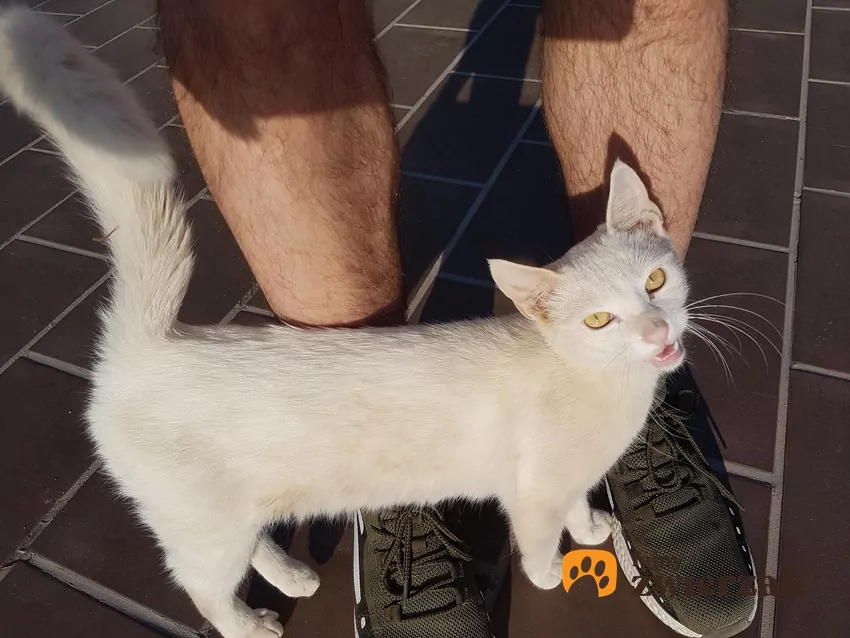 Ocierając się o nogi, kot zostawia na Tobie swój zapach Kot ociera się o nogi