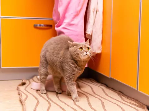 Dlaczego kot ociera się o nogi?