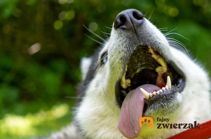 Dorosły husky z językiem na wierzchu