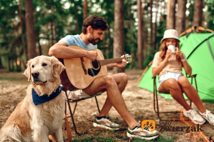 Pies na pikniku