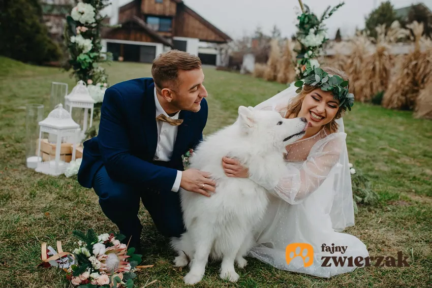 W Polsce możemy zaangażować pupila w uroczystość zaślubin w sposób symboliczny Pies i nowożeńcy