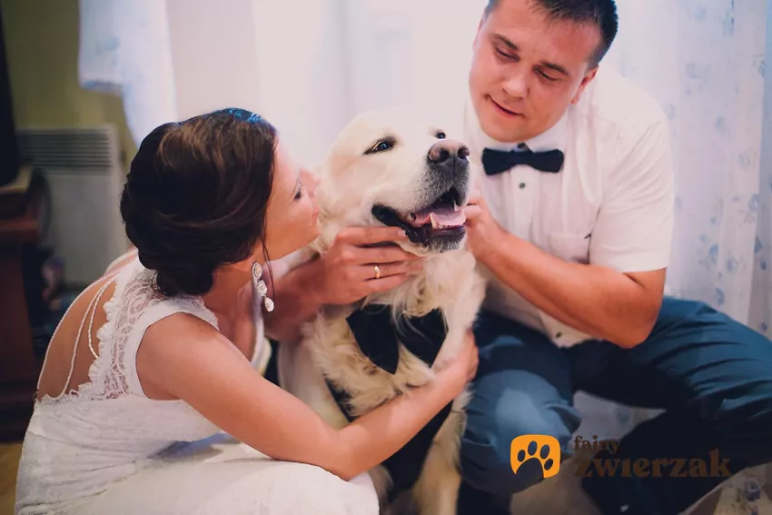 Zorganizowanie ślubu z psem wymaga pewnego planowania Pies w muszce z opiekunami