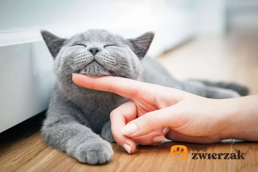 Zadowolony szary kot głaskany palcem po podbródku