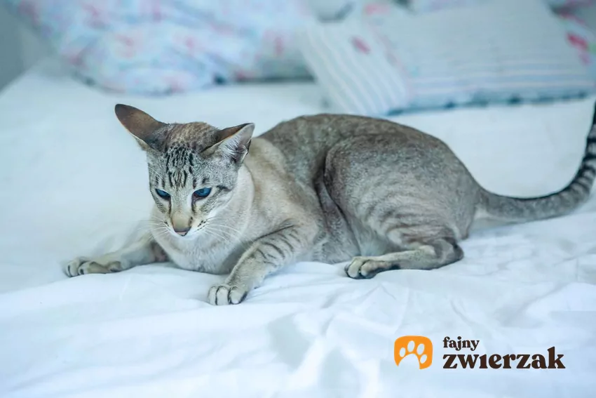 Szary kot bawi się na łóżku