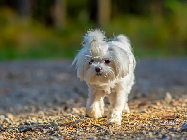 Matańczyk miniaturka
