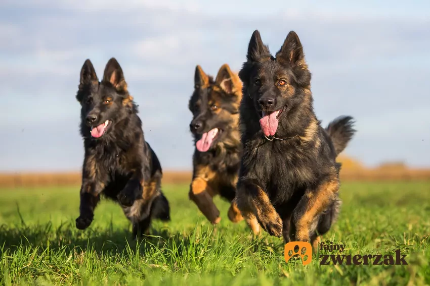 Biegnące po trawie psy rasy owczarek staroniemiecki długowłosy lub krótkowłosy i jego hodowla oraz cena