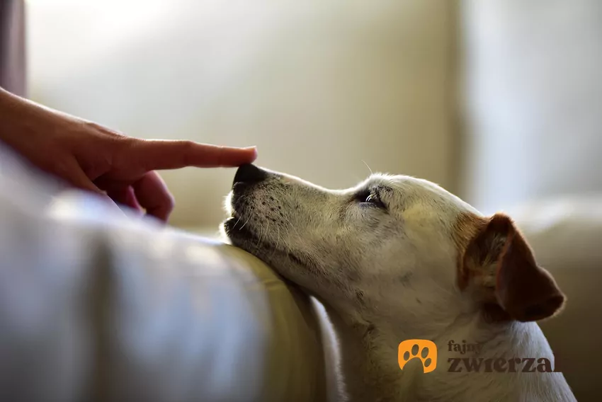 Badania przeprowadzone przez węgierskich naukowców pokazały, że psy są w stanie rozróżnić ludzkie emocje i zareagować na nie w adekwatny sposób Pies wyciąga nos do palca