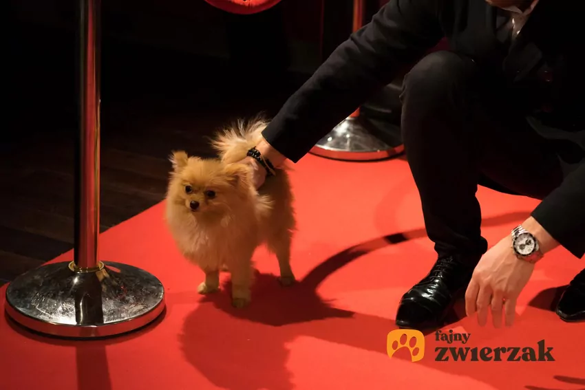 Pies rasy pomeranian stał się ulubieńcem Kingi Rusin Pomeranian na czerwonym dywanie