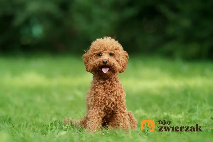 Toy poodle to najwierniejszy przyjaciel aktora Orlando Blooma Toy poodle na trawie