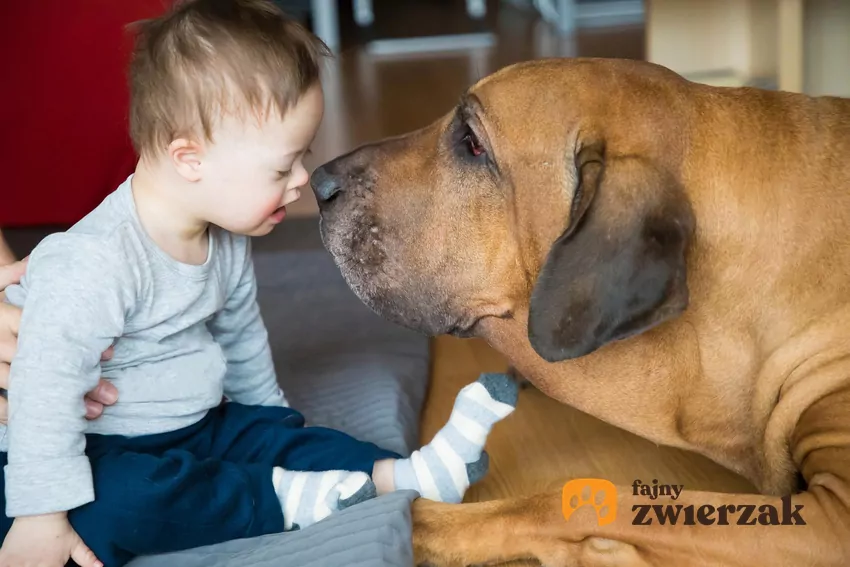 Psy pomagają nie tylko w czasie rehabilitacji czysto fizycznej, ale również w dochodzeniu do zdrowia psychicznego Pies z dzieckiem z chorobą Downa
