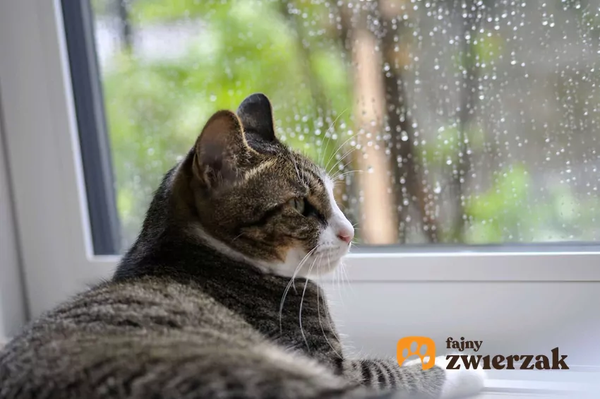 Kot leży na parapecie przy oknie i patrzy jak pada deszcz