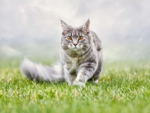 Czy koty potrafią przewidzieć pogodę?