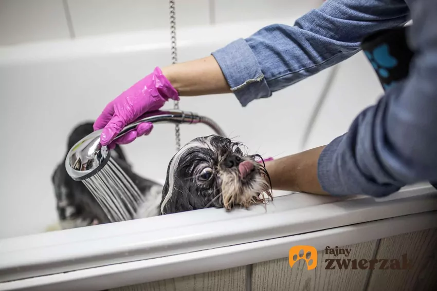 Pies stoi w wannie i jest kąpany przez człowieka
